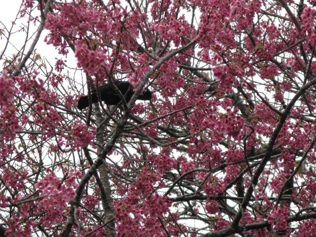 Maungakawa- tui feeding in the cherry. Sept. 2017- Cambridge Tree Trust